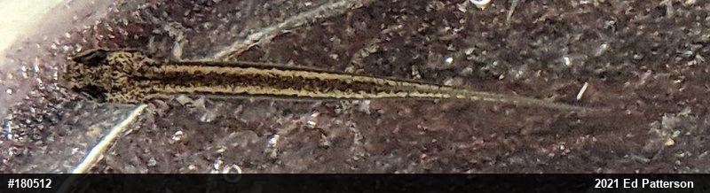 Eastern Long-tailed Salamander