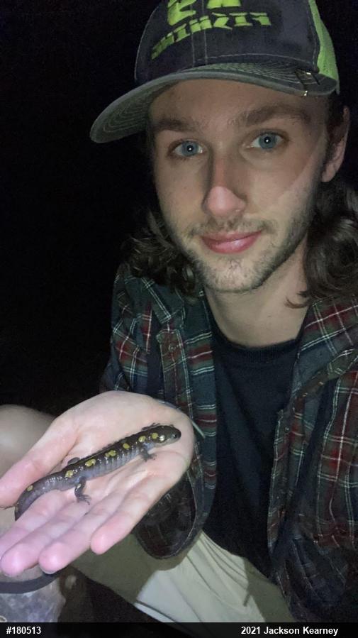 Spotted Salamander