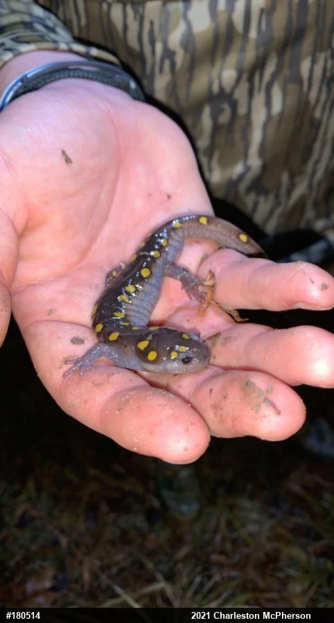 Spotted Salamander