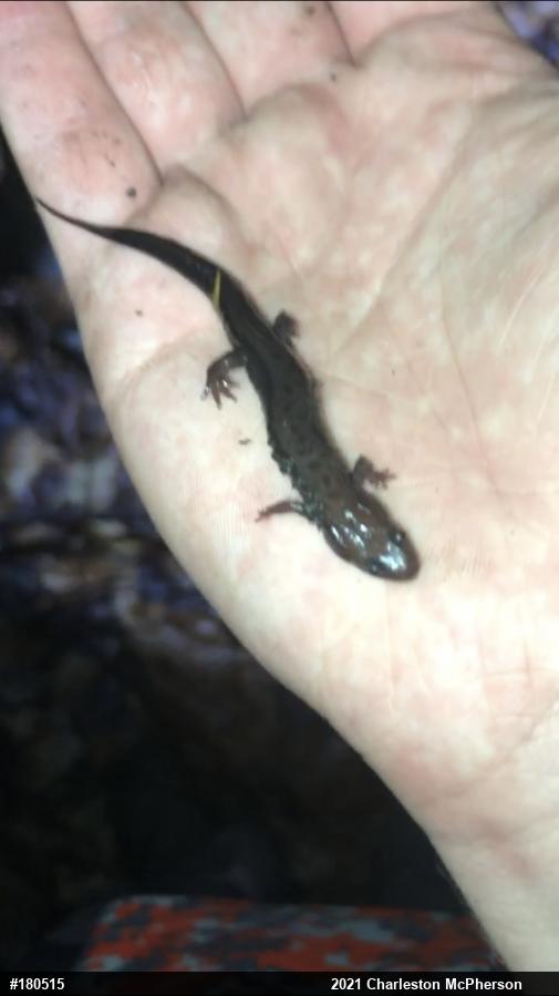 Allegheny Mountain Dusky Salamander