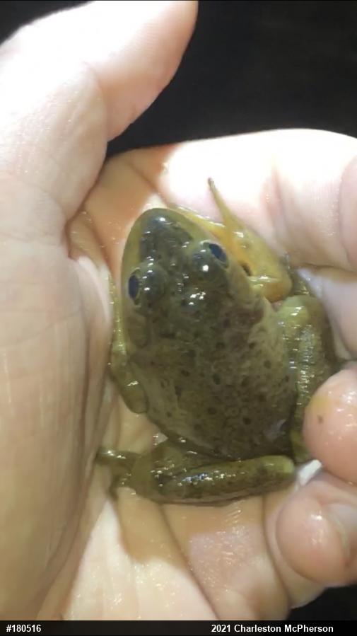 American Bullfrog