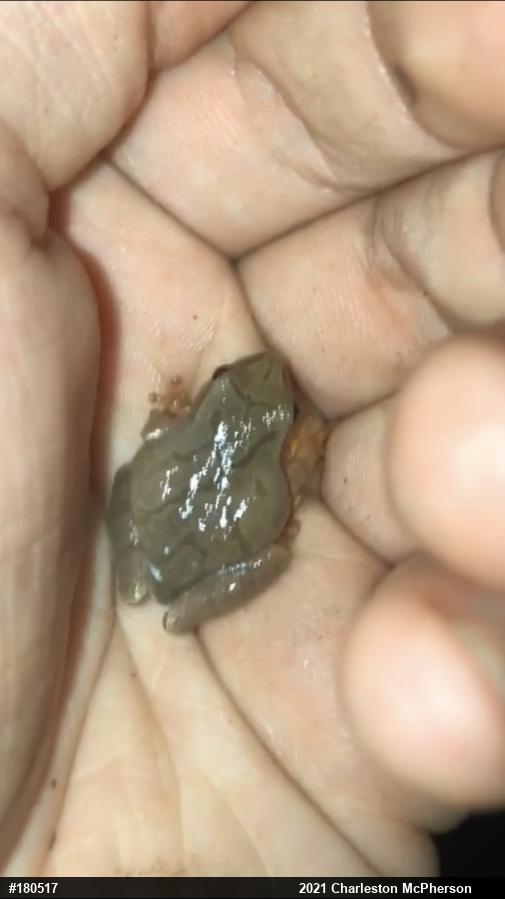 Spring Peeper