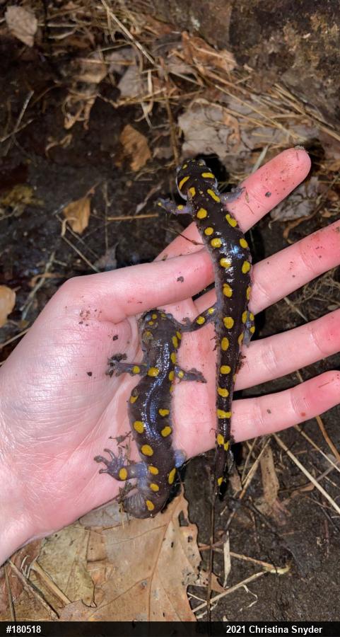 Spotted Salamander