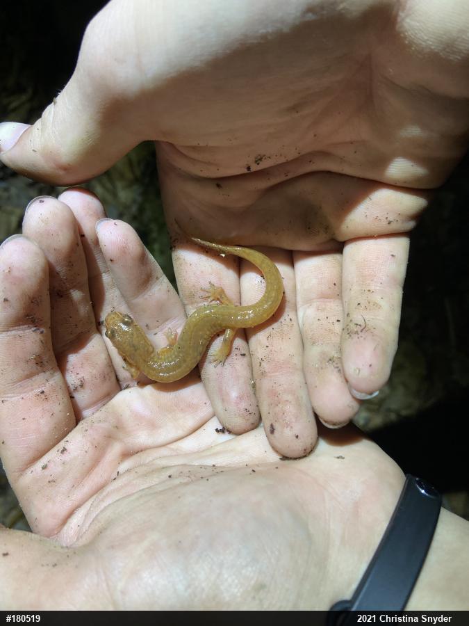 Northern Spring Salamander