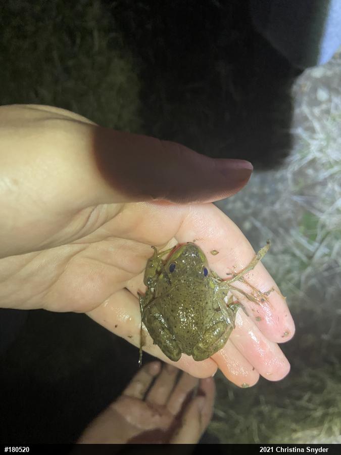 American Bullfrog