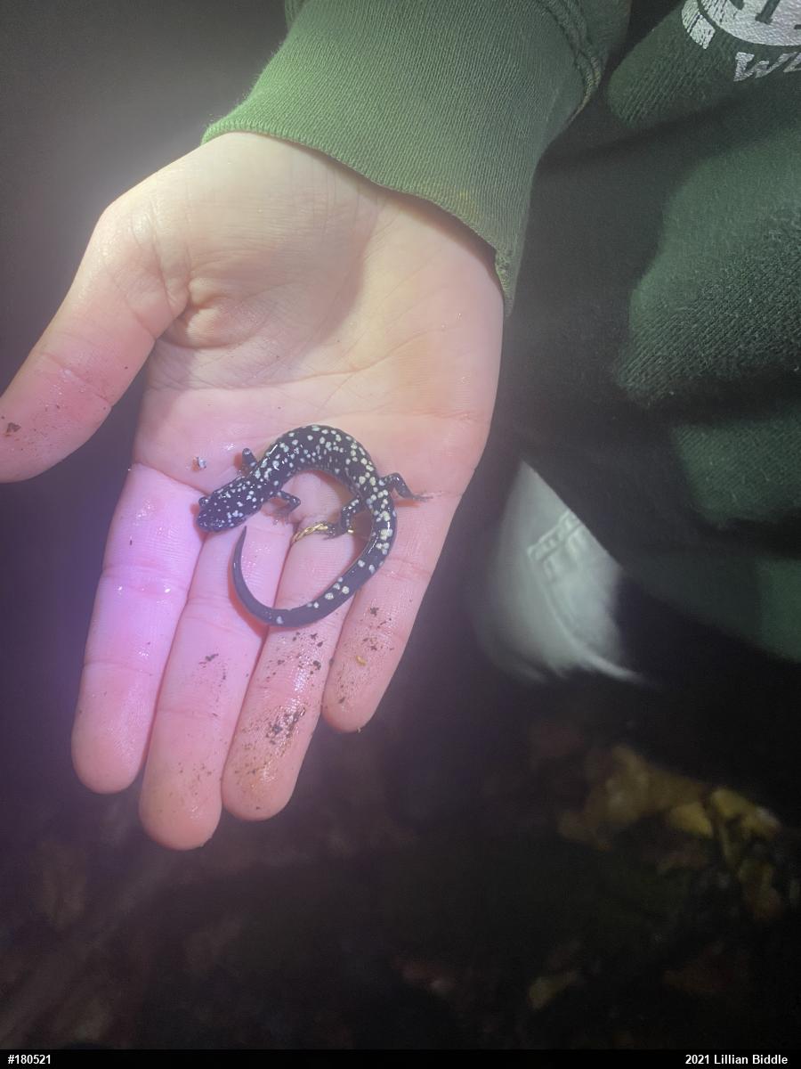 Northern Slimy Salamander