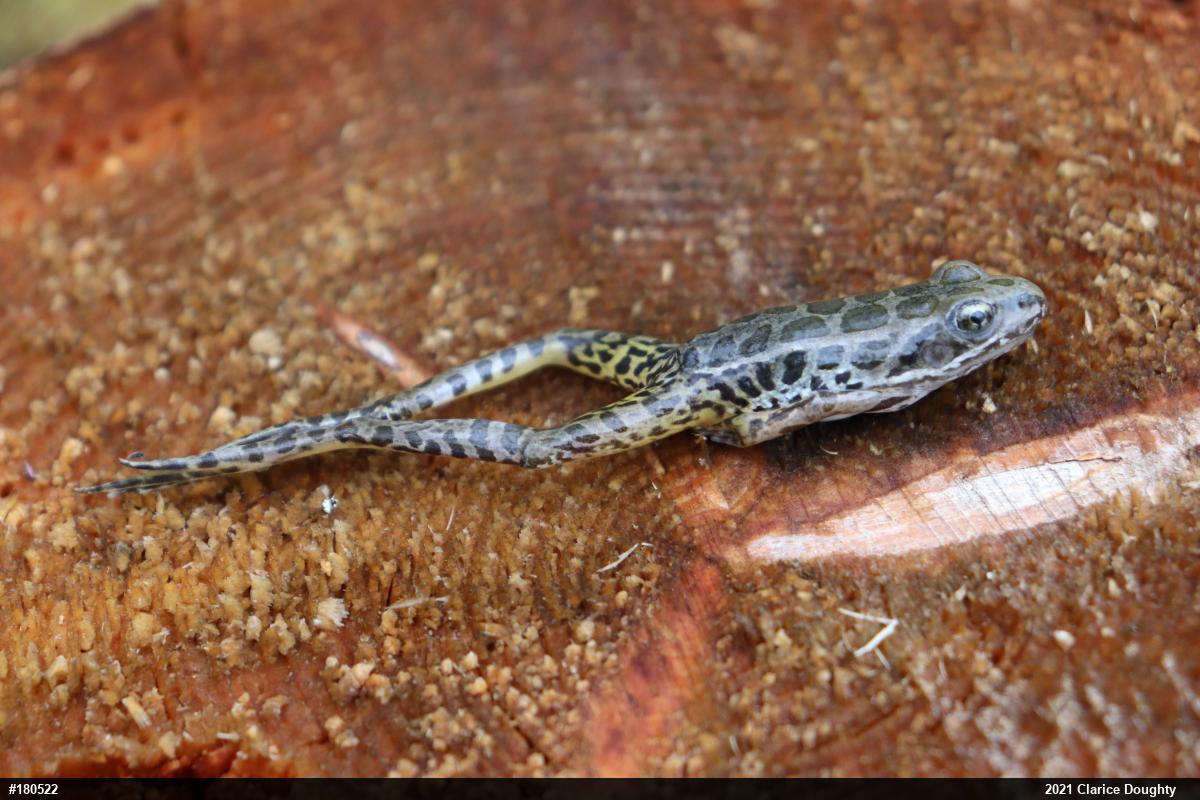 Pickerel Frog
