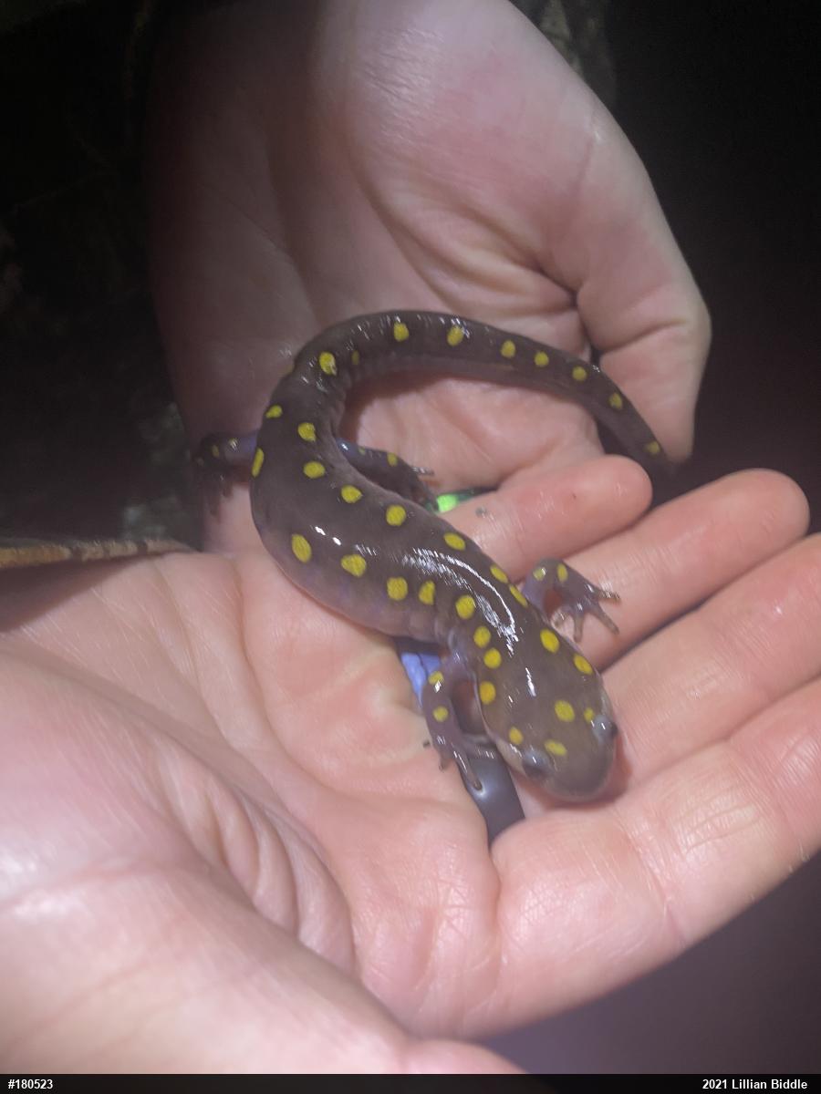 Spotted Salamander