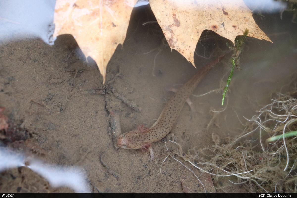 Northern Red Salamander