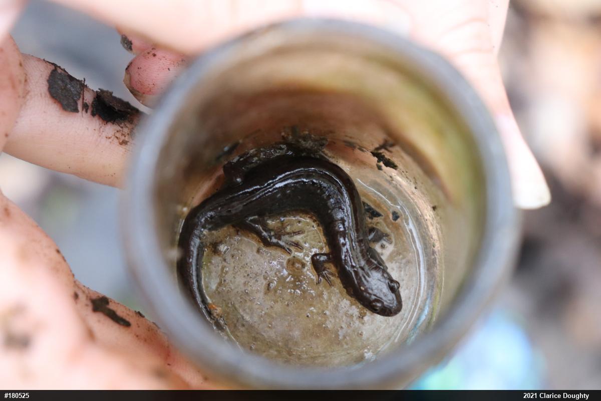 Northern Dusky Salamander