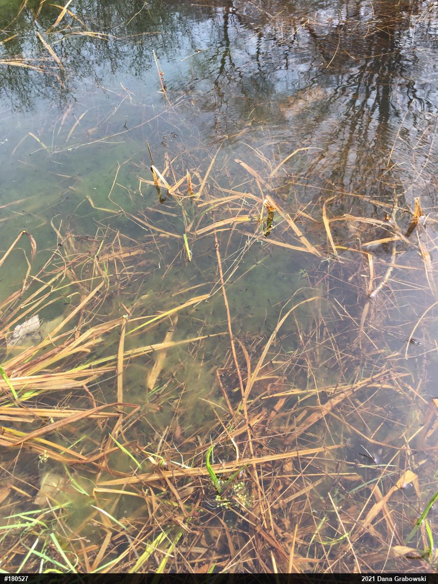 Wood Frog