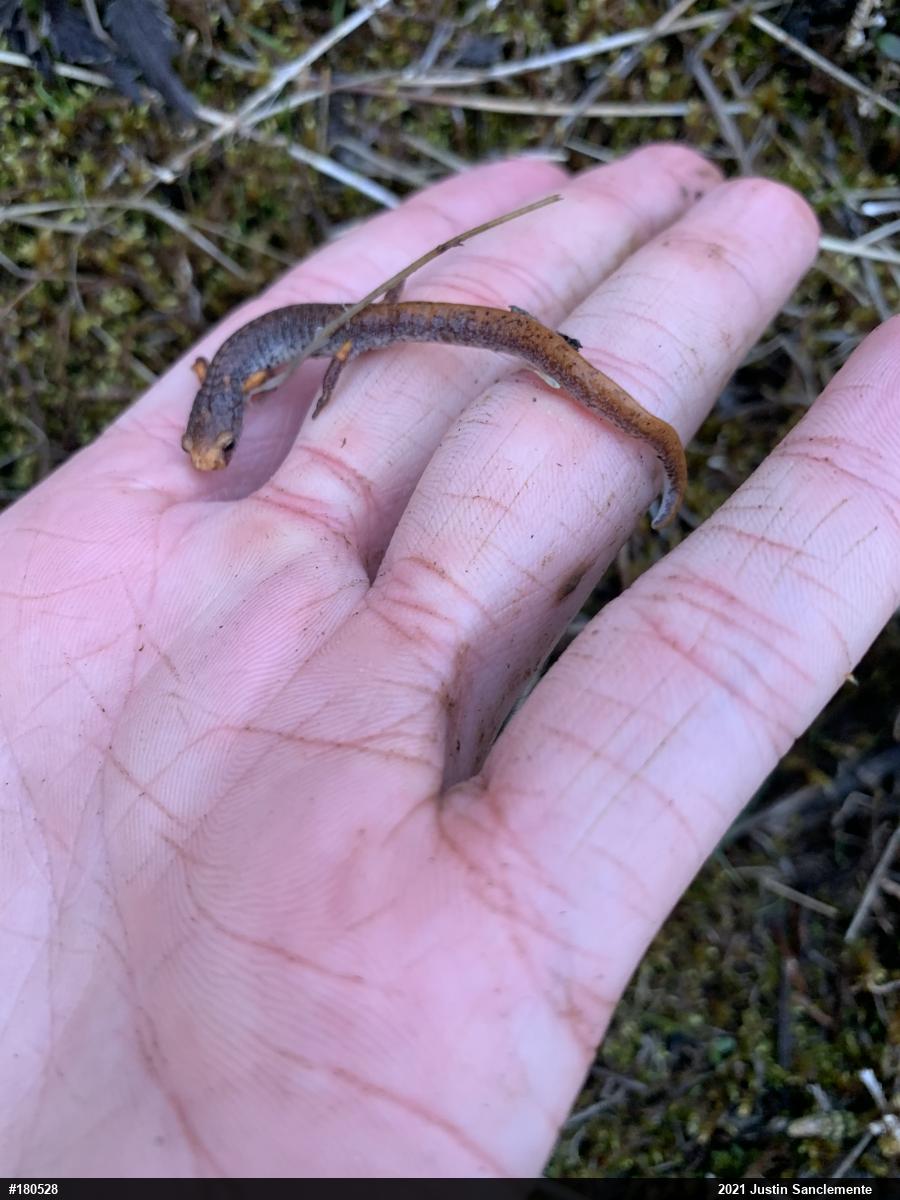 Four-toed Salamander