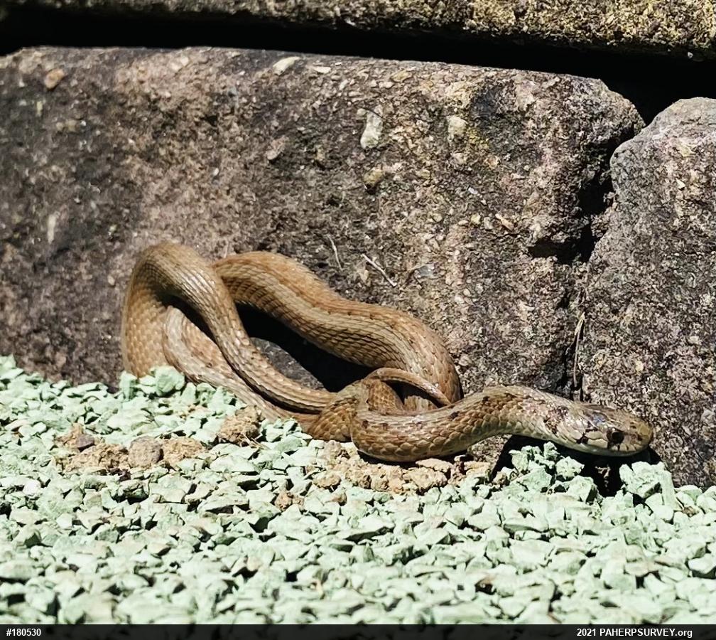 Dekay's Brownsnake