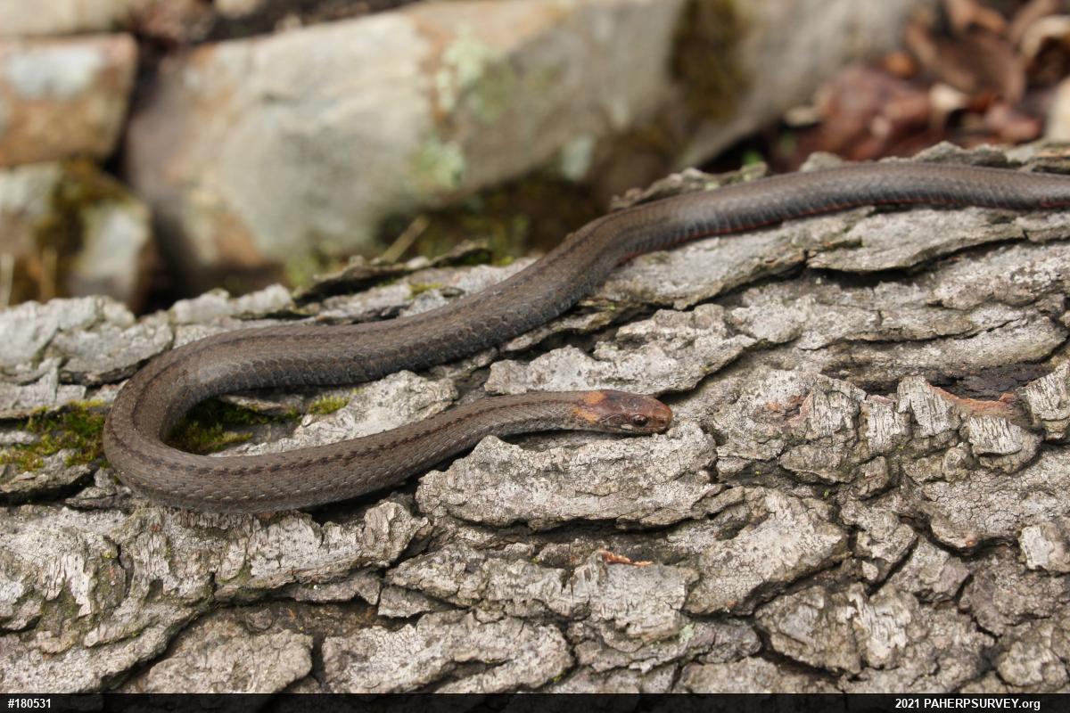Red-bellied Snake