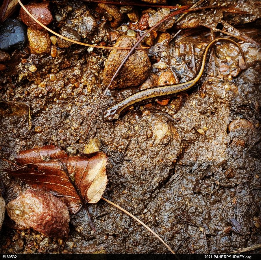 Northern Two-lined Salamander