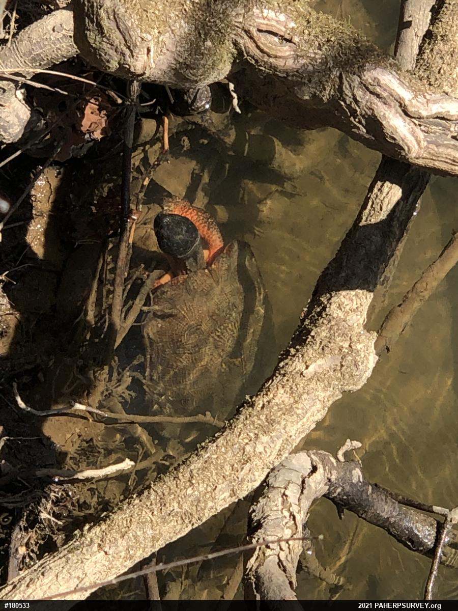 Wood Turtle