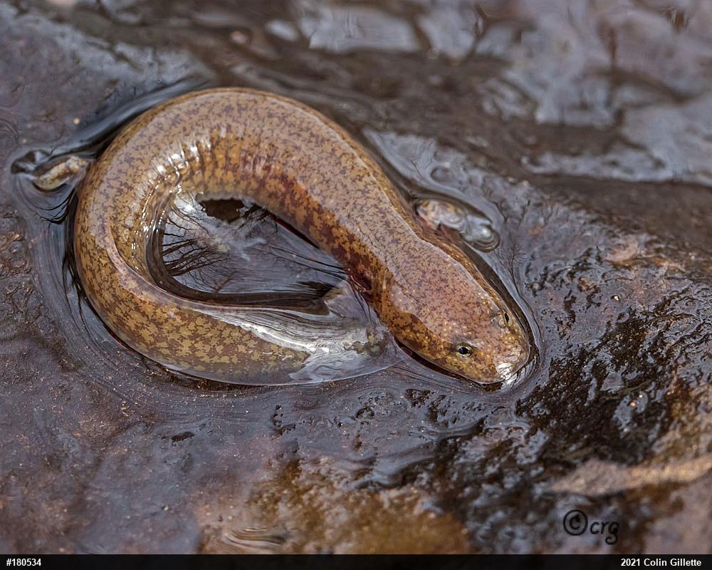 Northern Spring Salamander