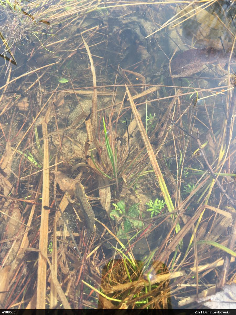 Red-spotted Newt