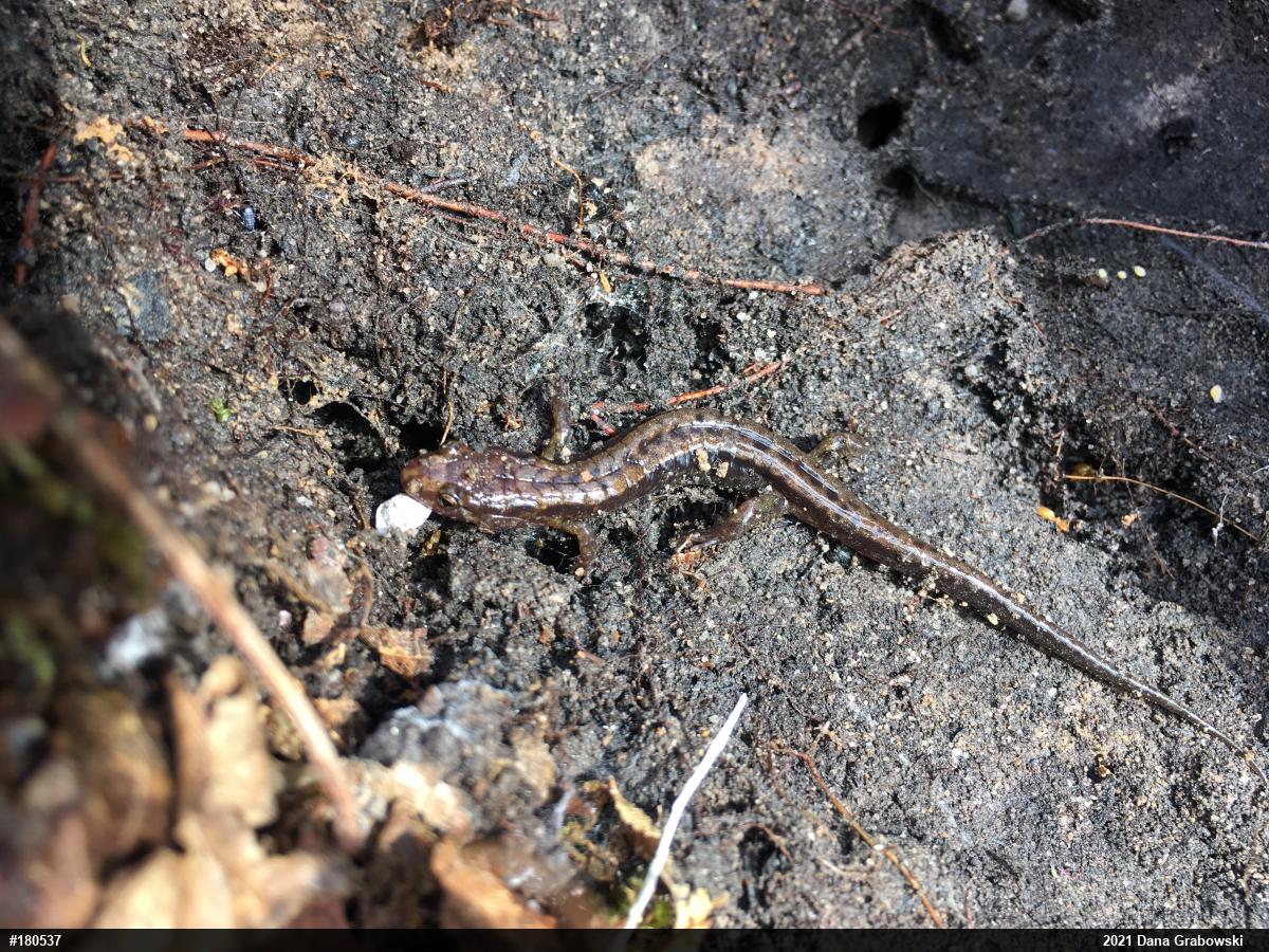 Allegheny Mountain Dusky Salamander