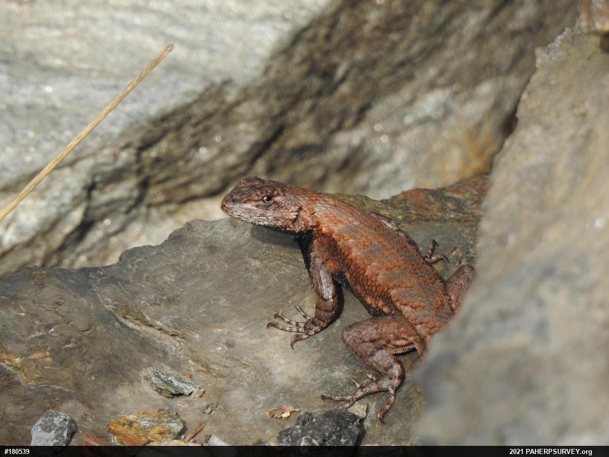 Eastern Fence Lizard