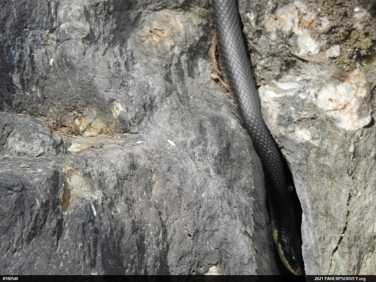 Northern Black Racer
