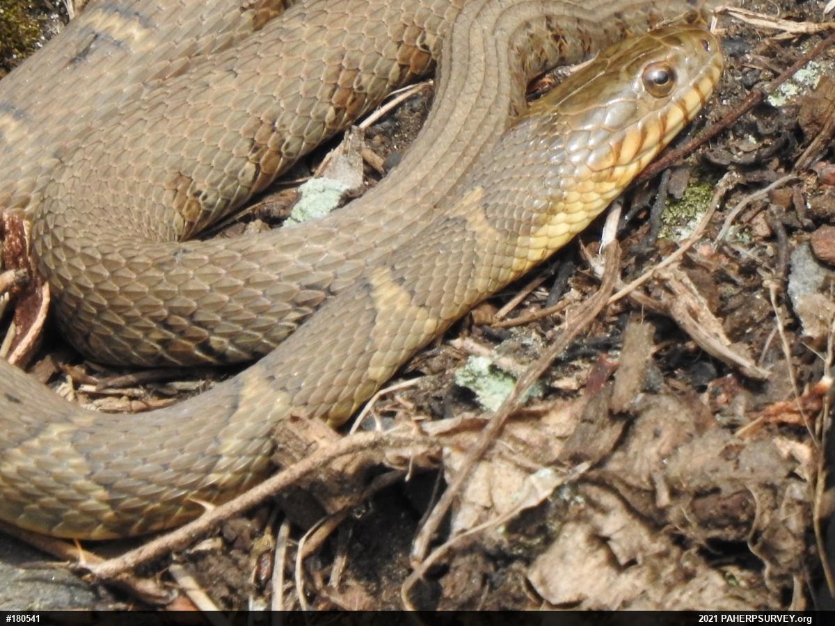 Northern Watersnake