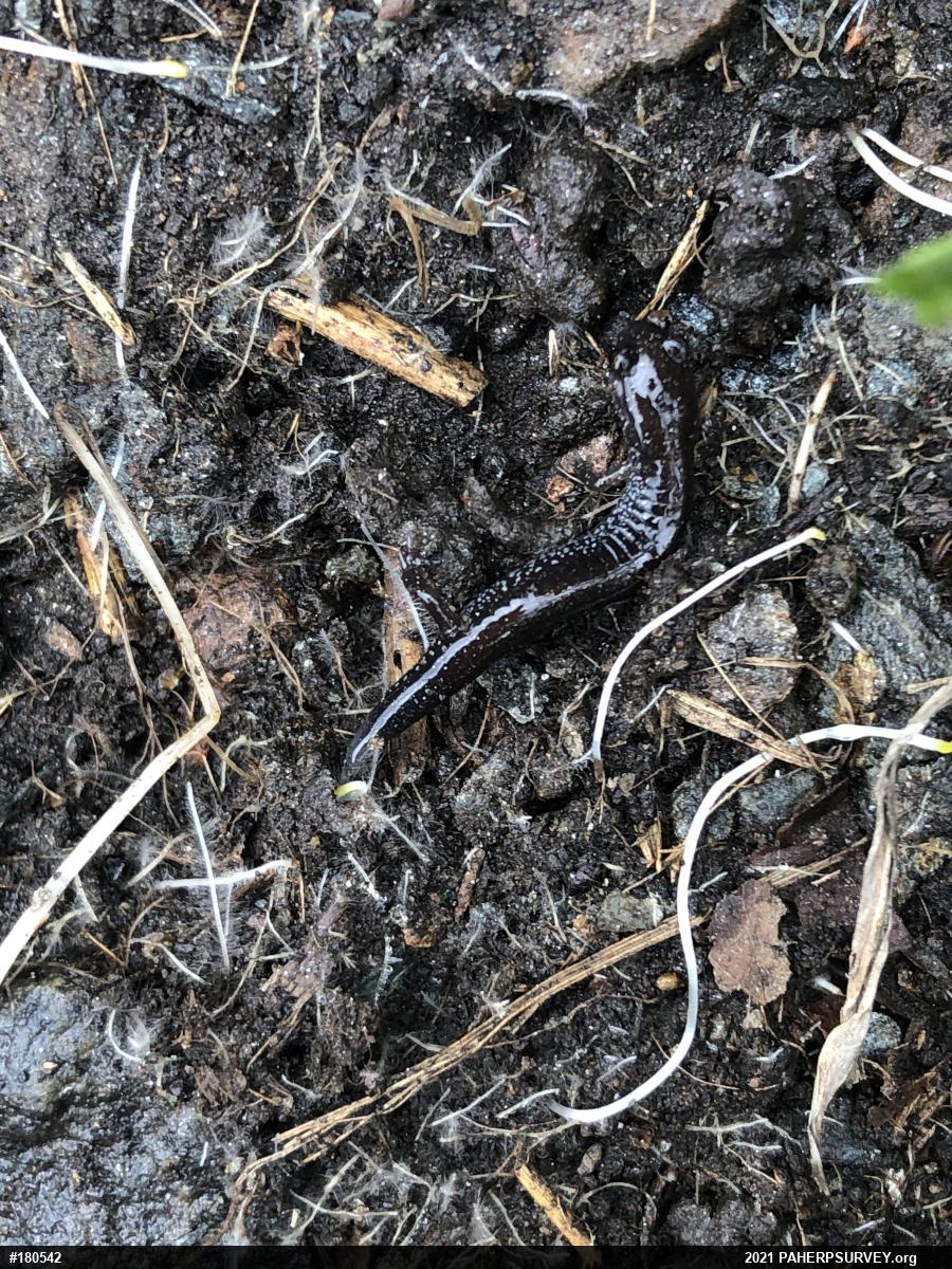 Eastern Red-backed  Salamander