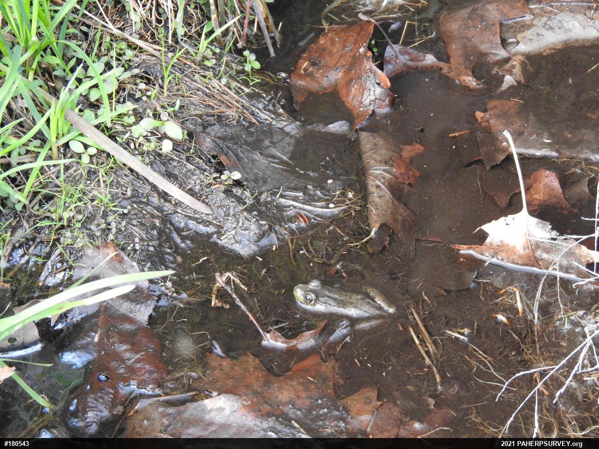 Green Frog