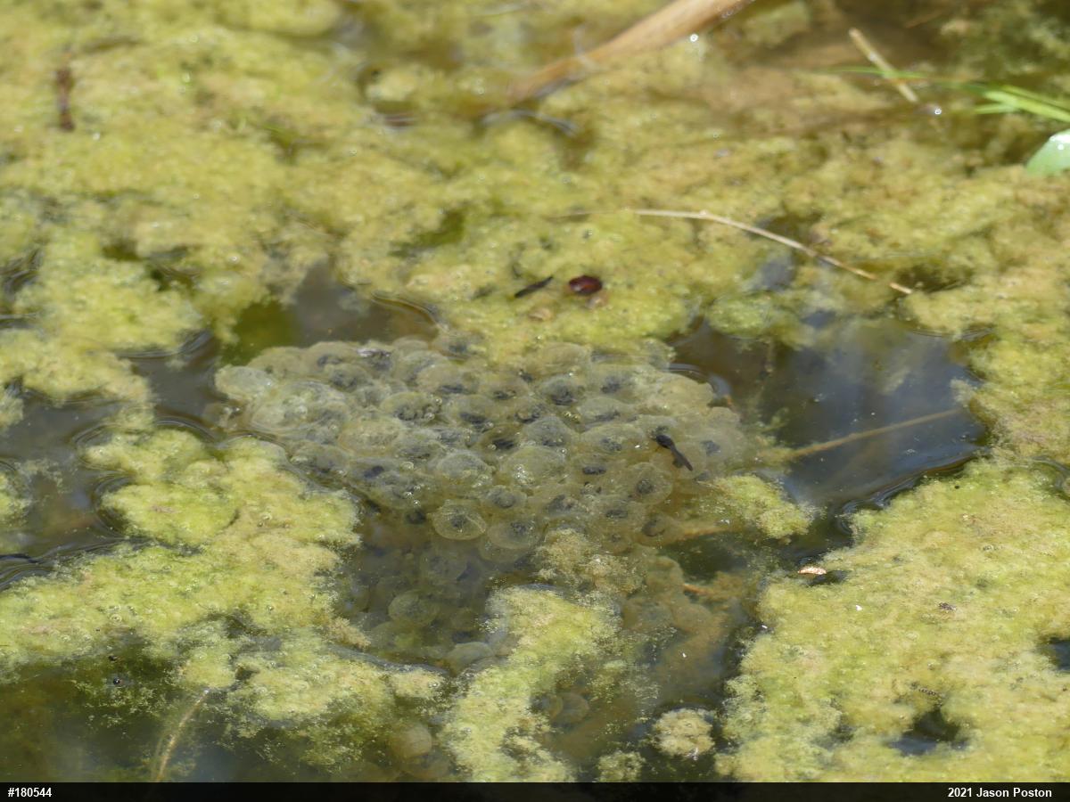 Wood Frog