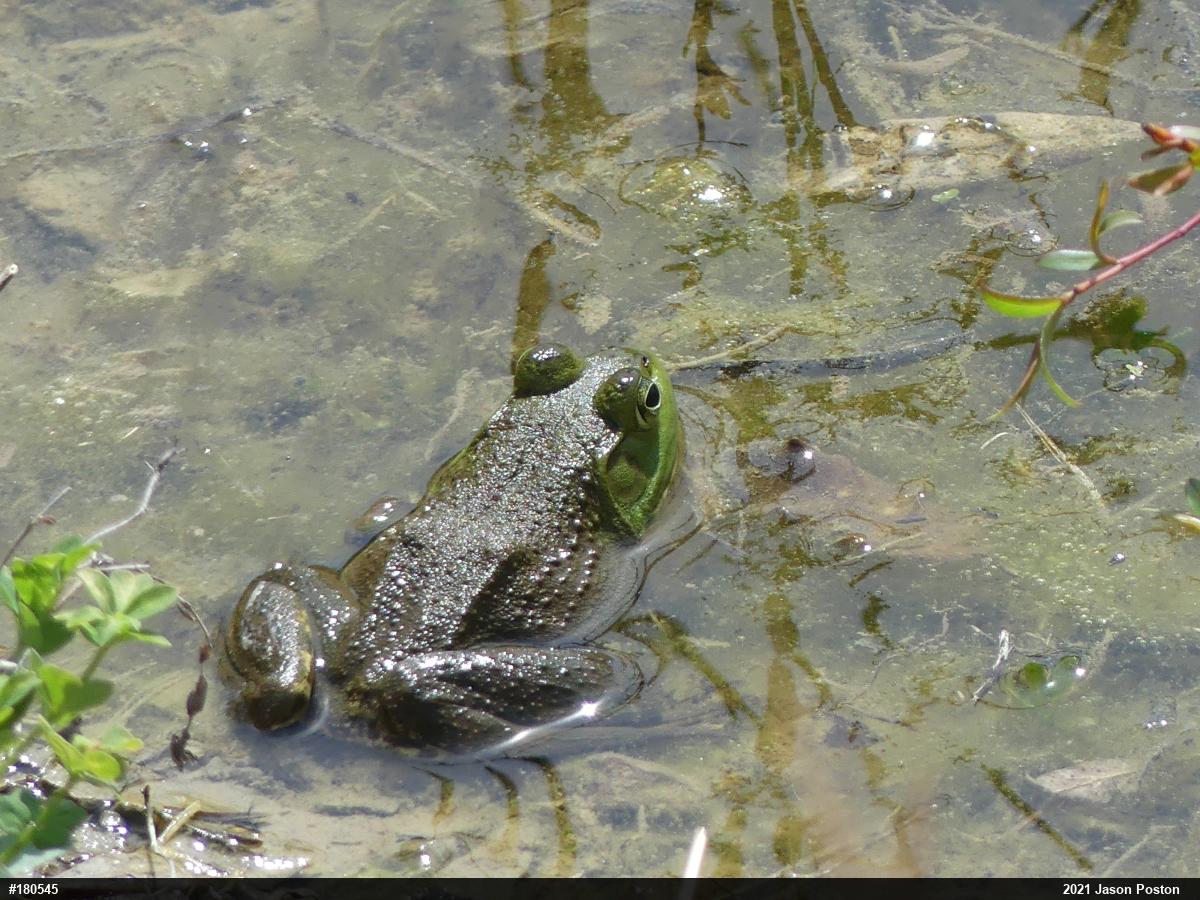 American Bullfrog