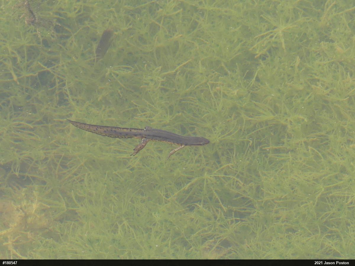 Red-spotted Newt