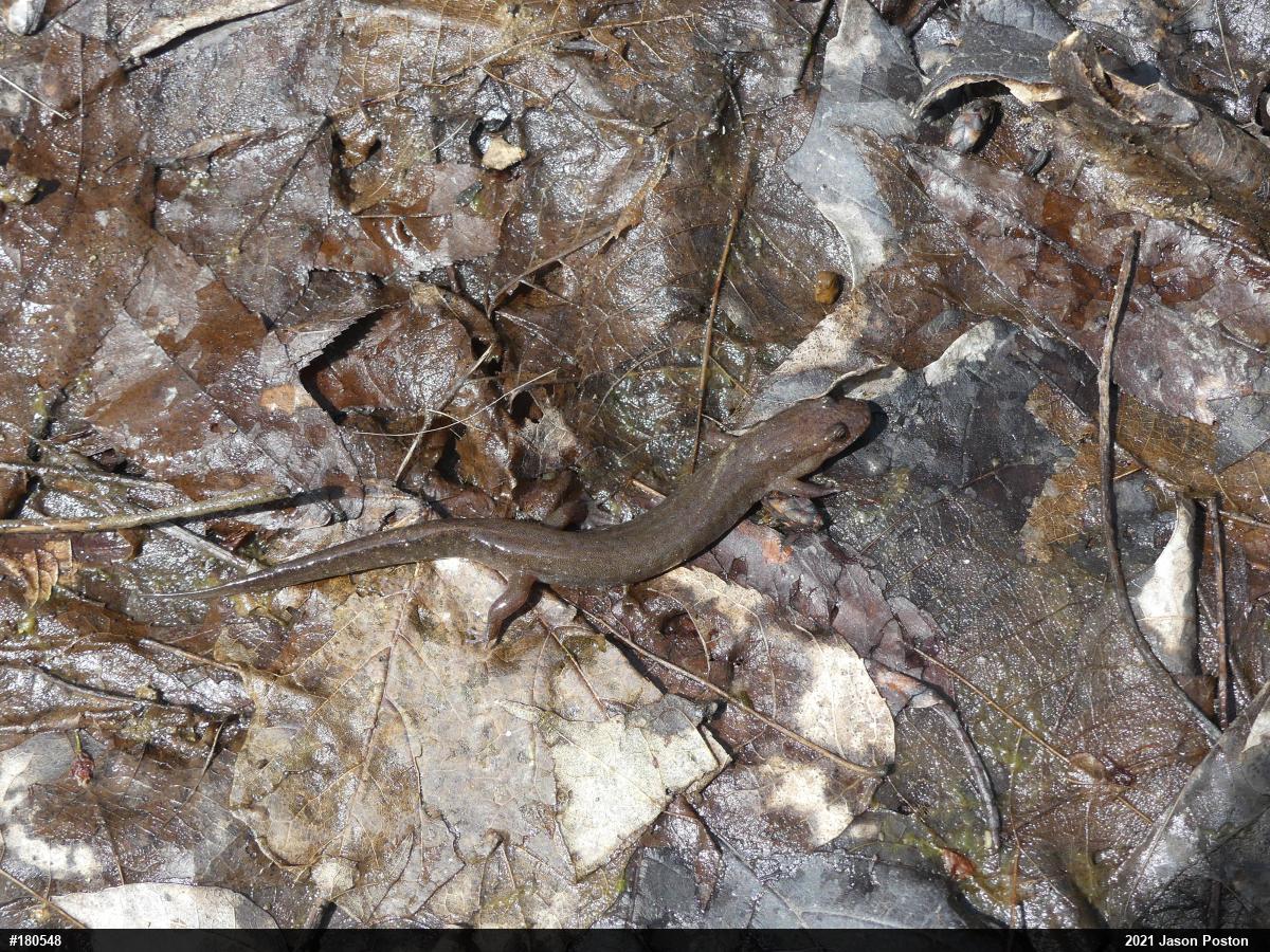 Northern Dusky Salamander