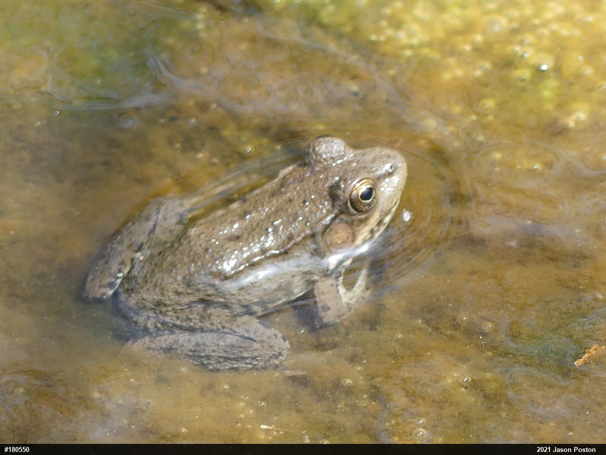 Green Frog