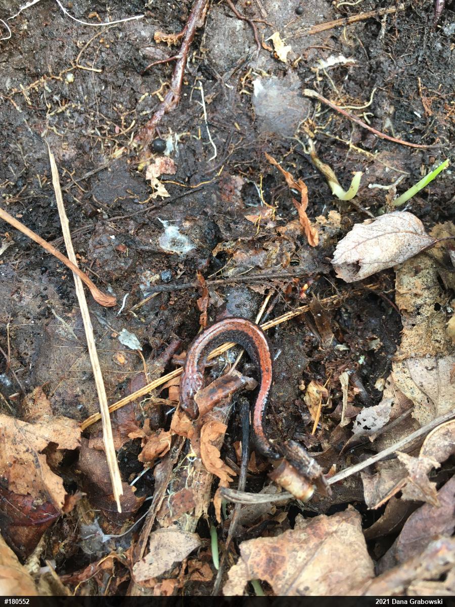 Eastern Red-backed  Salamander