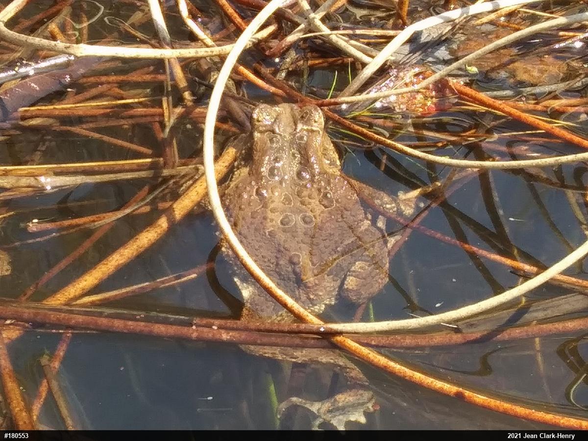 Eastern American Toad