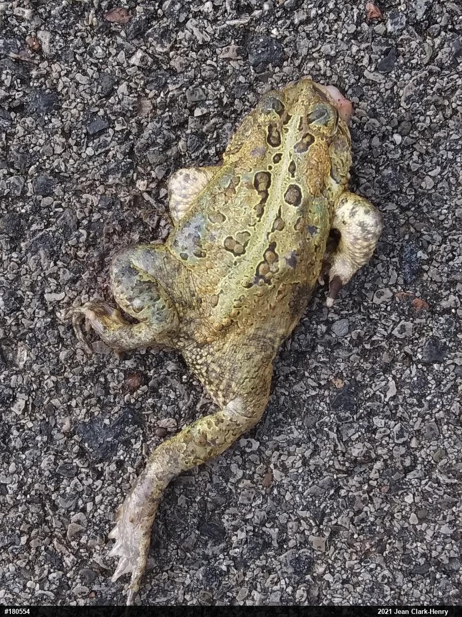 Eastern American Toad