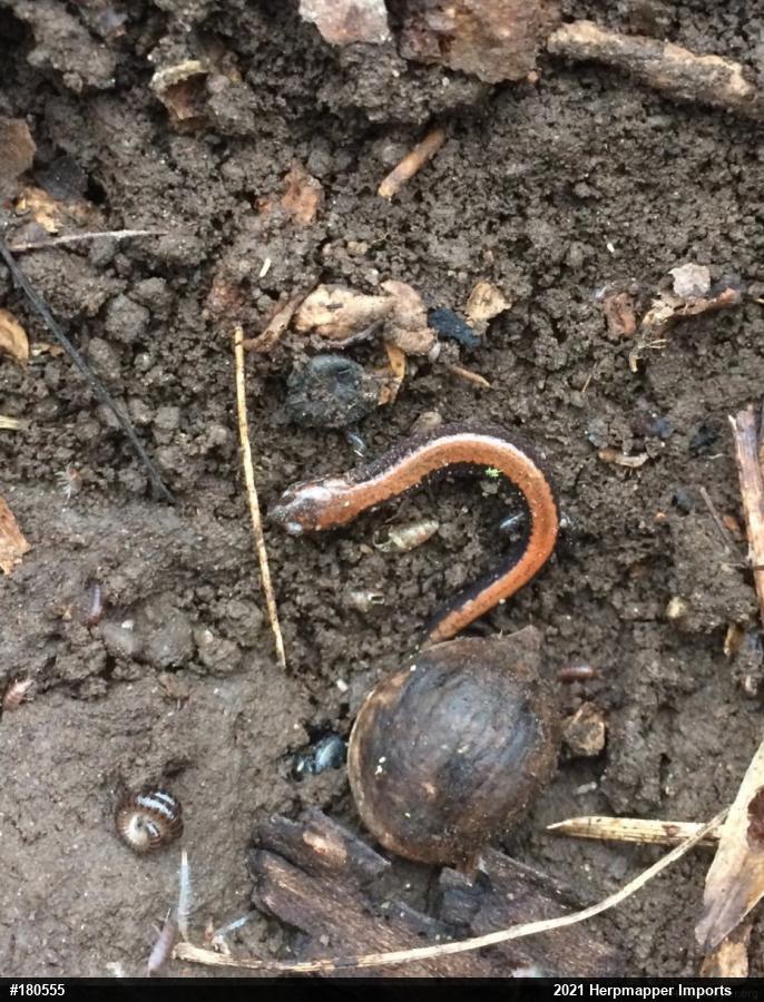 Eastern Red-backed  Salamander