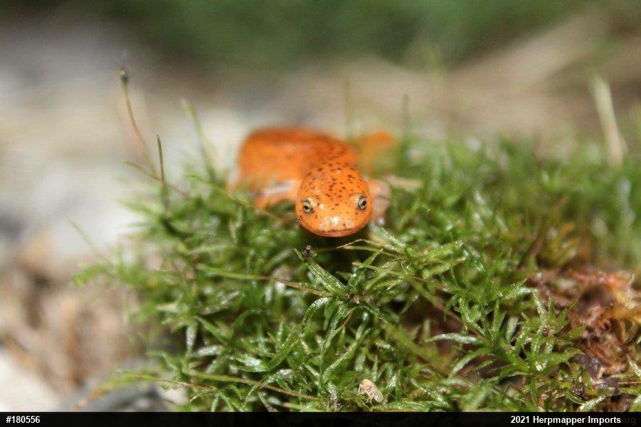Northern Red Salamander