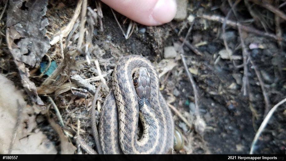 Eastern Gartersnake