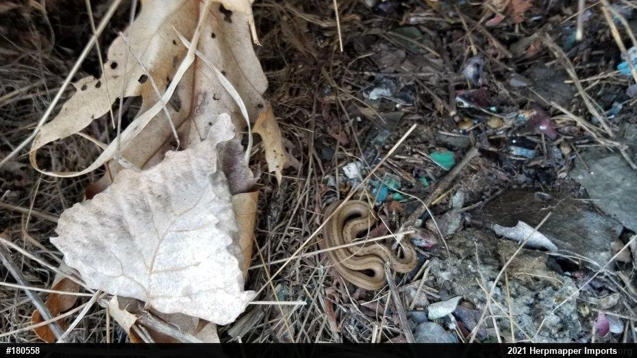 Dekay's Brownsnake