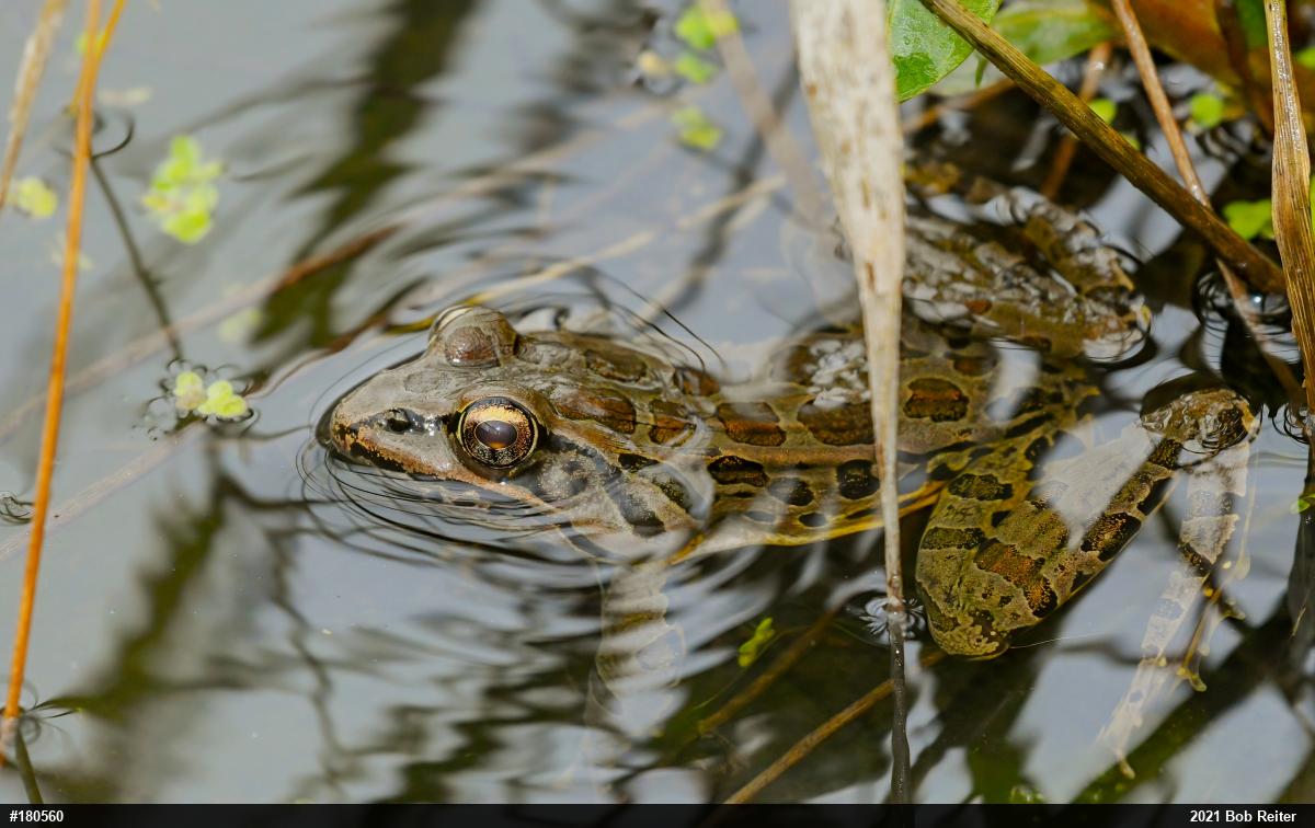 Pickerel Frog