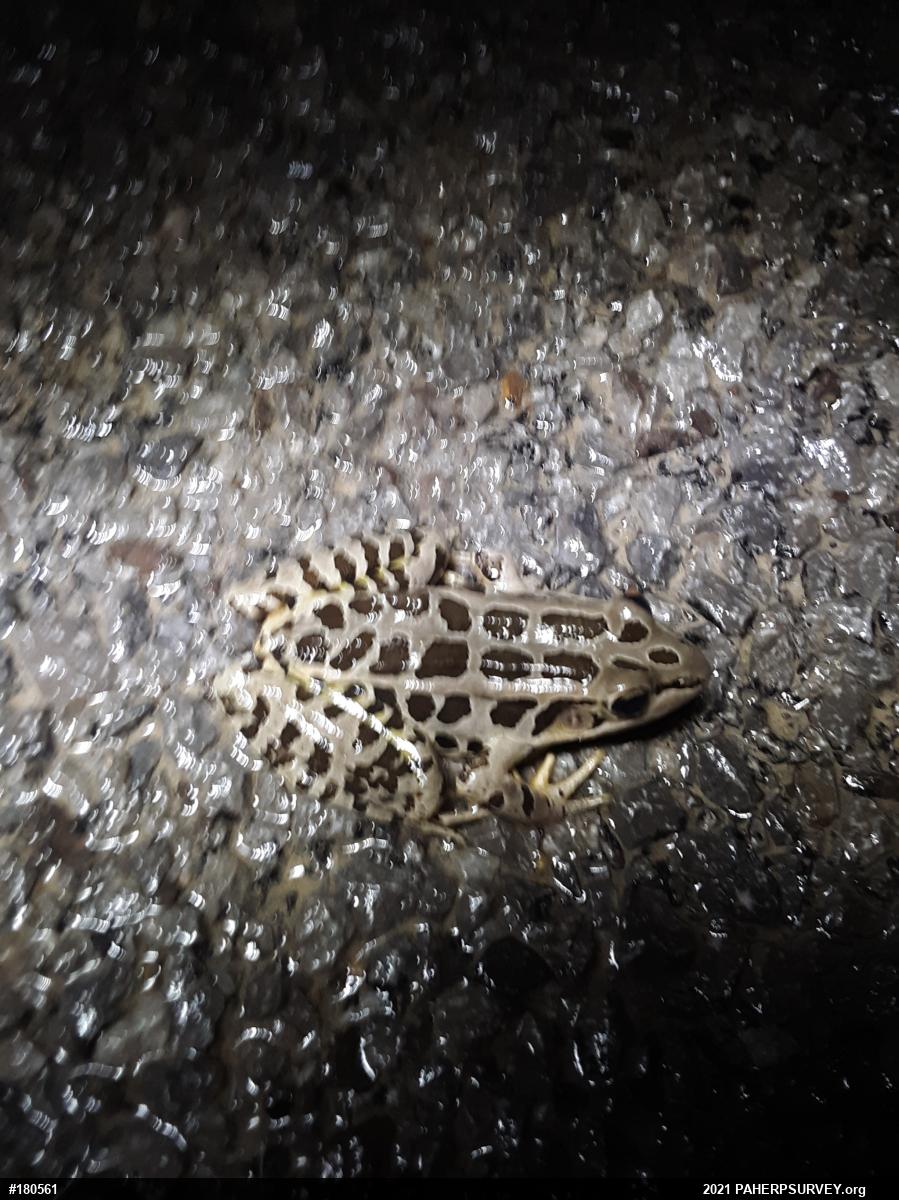 Pickerel Frog
