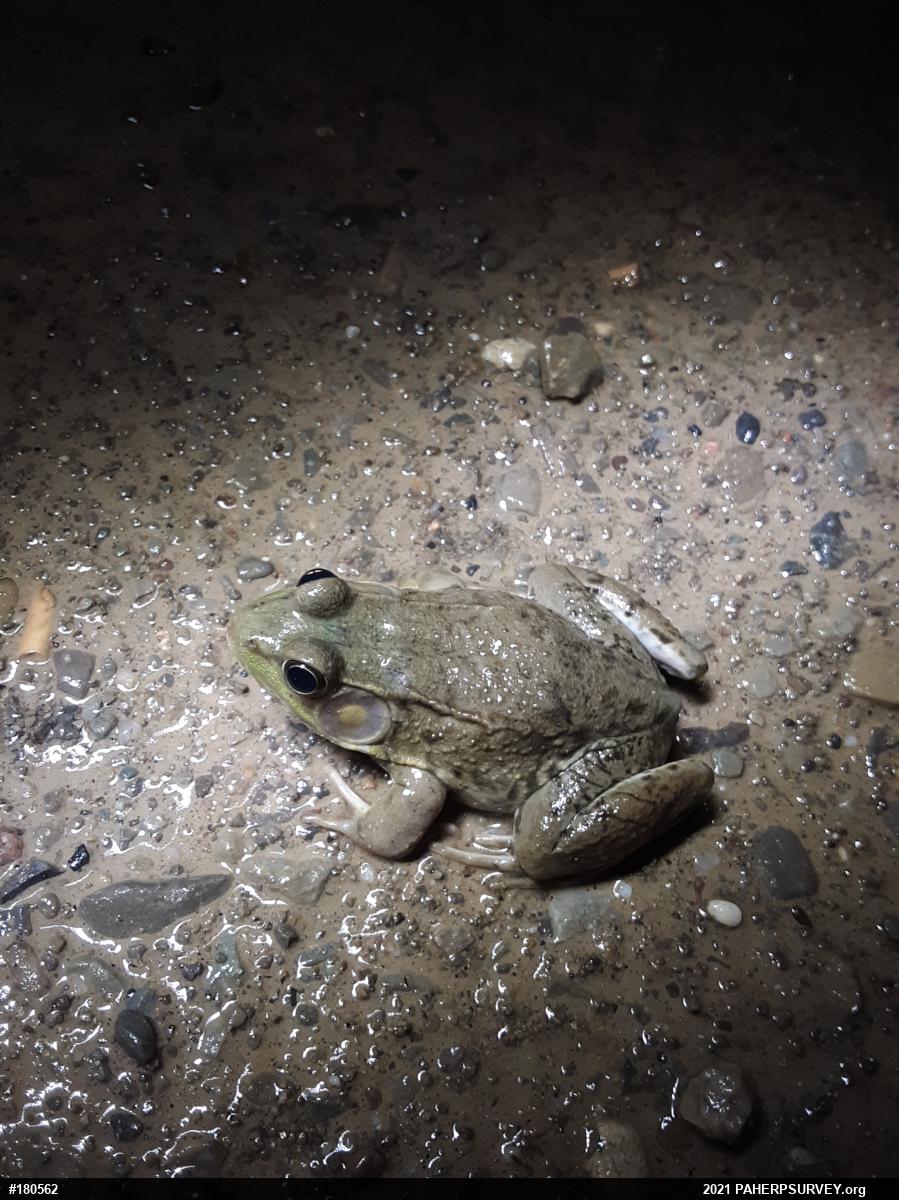 Green Frog