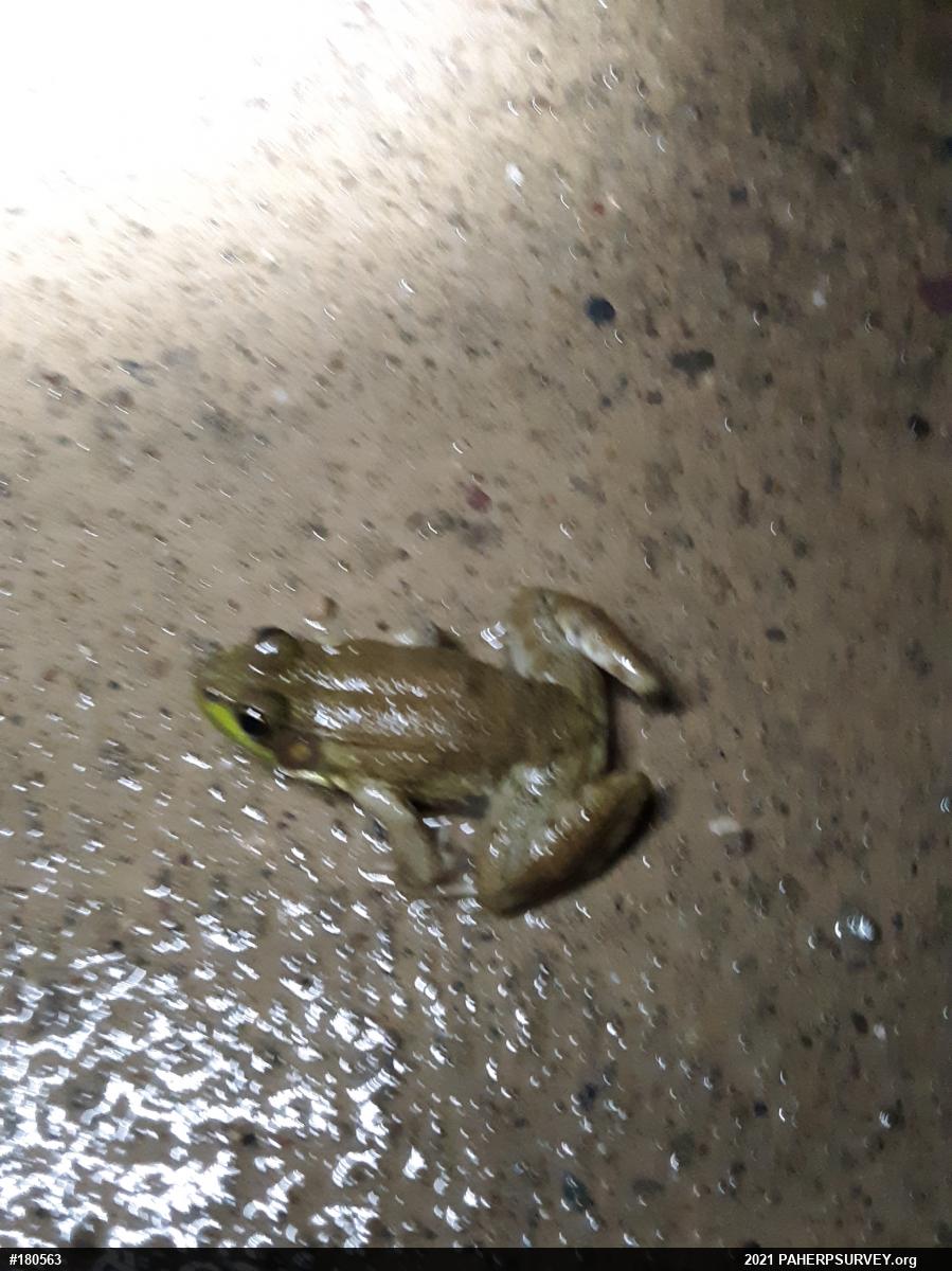 Green Frog