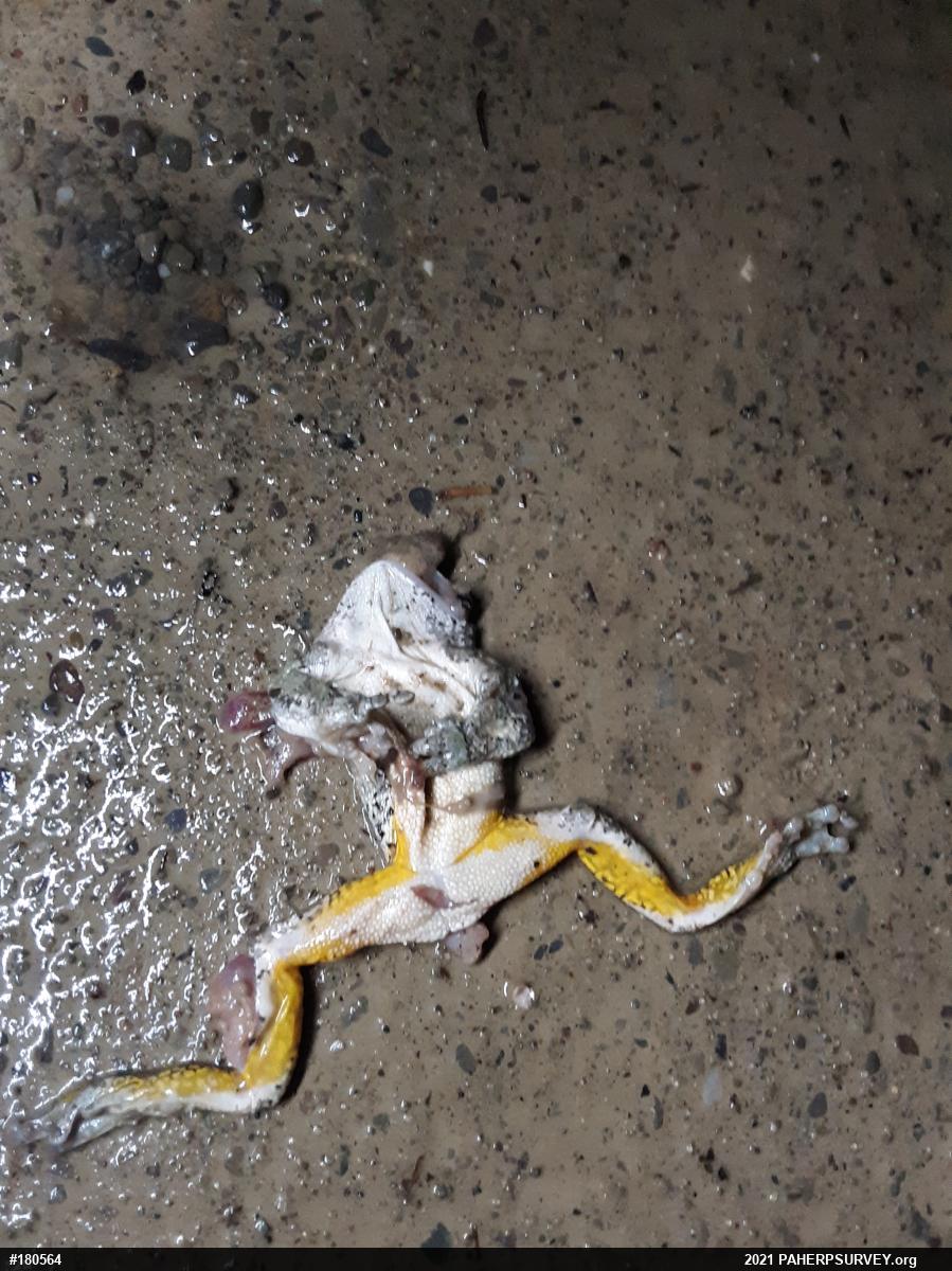 Unknown Gray Treefrog
