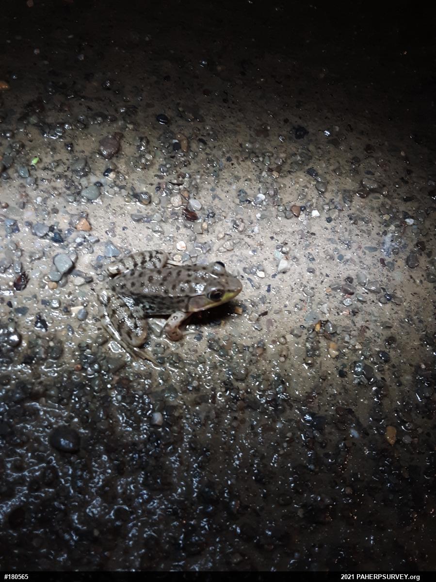Green Frog