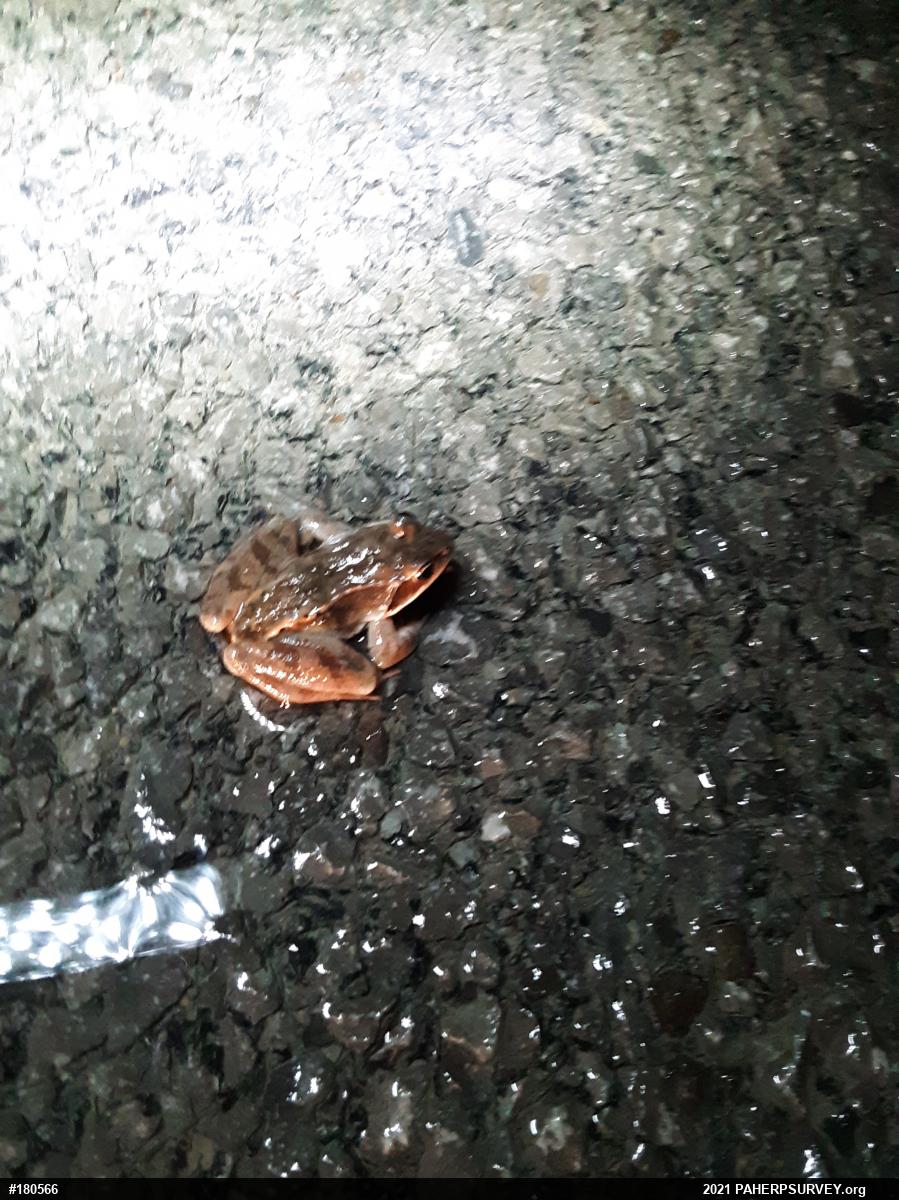 Wood Frog
