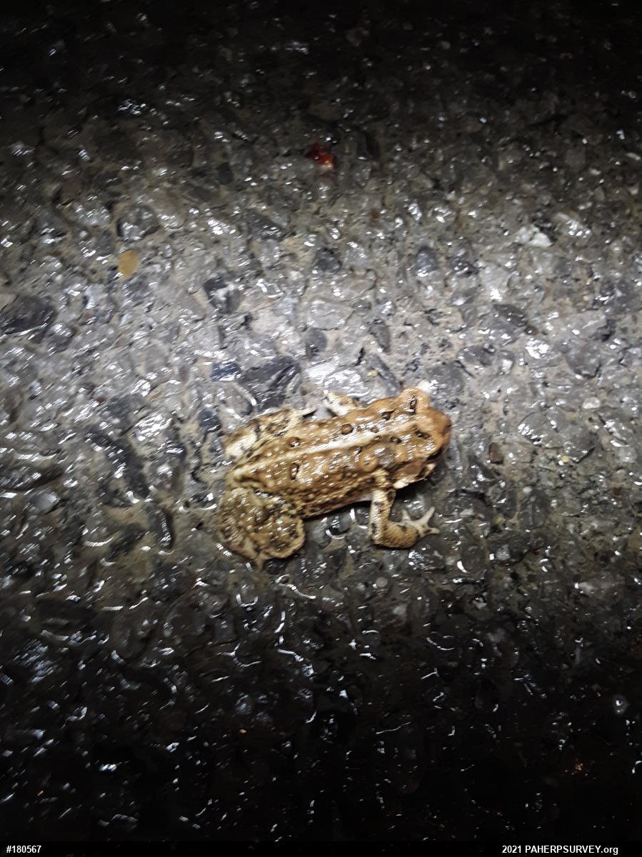Eastern American Toad