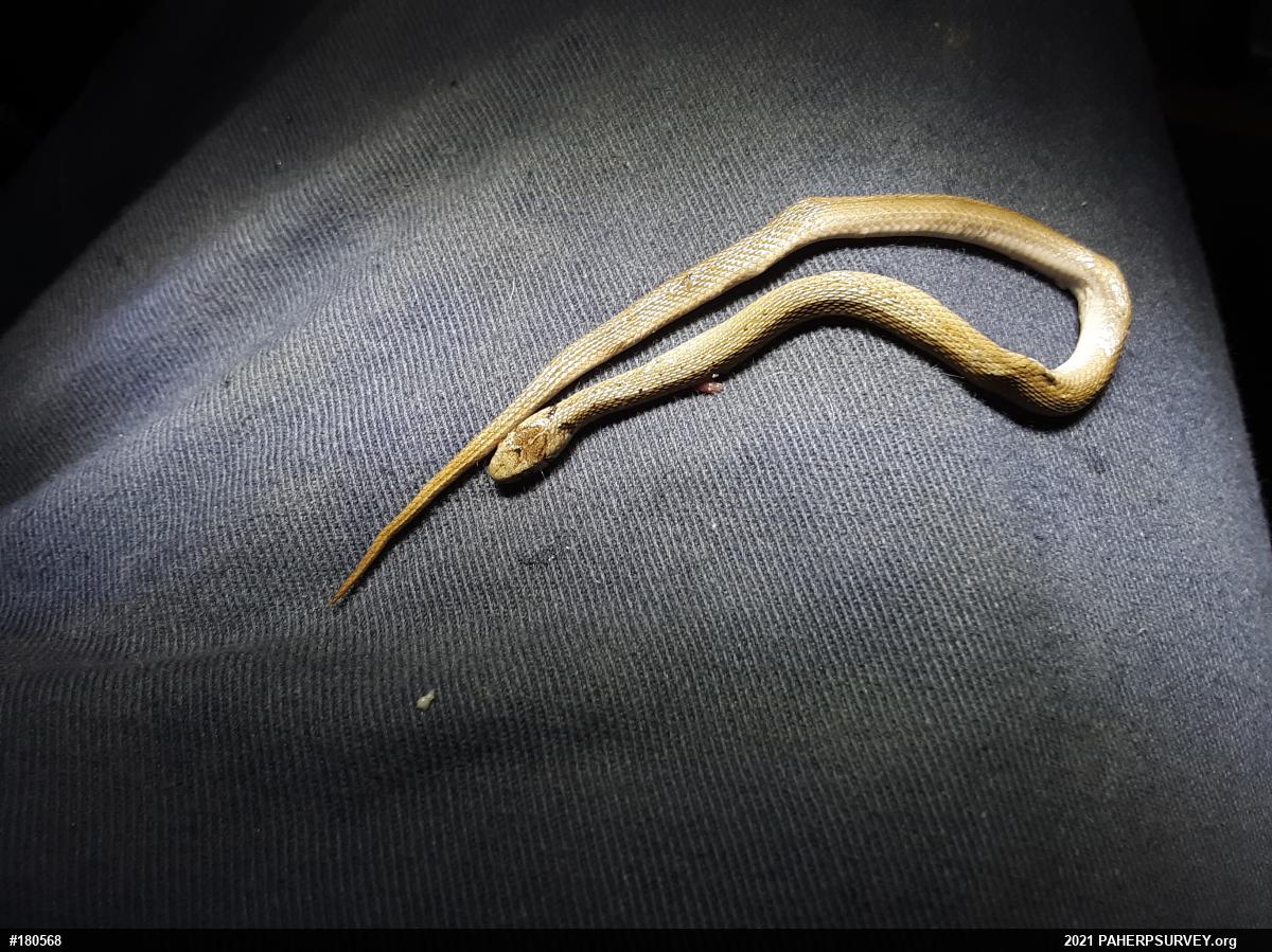 Dekay's Brownsnake
