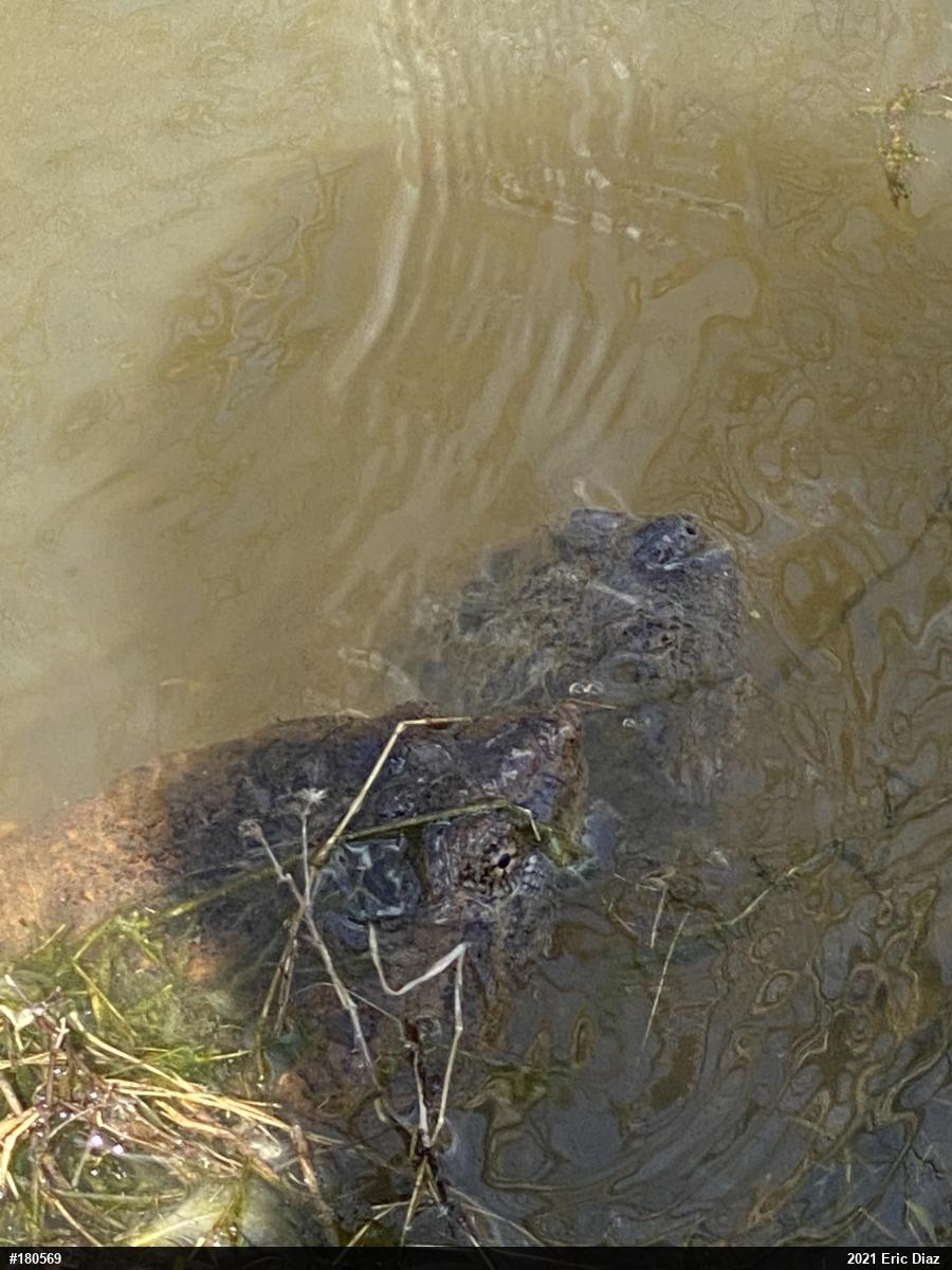 Snapping Turtle